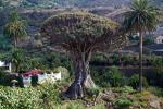 Asi nejstarší dračí strom na světě